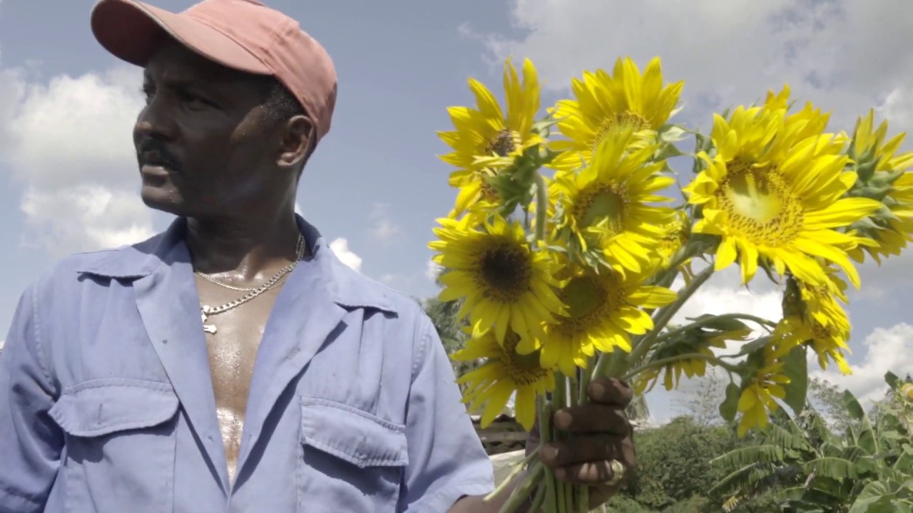 Los girasoles de la Virgen de la Caridad del Cobre