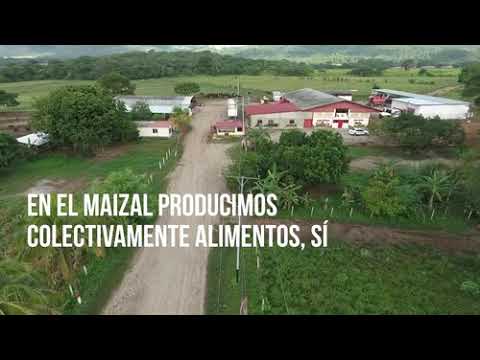 #10AñosDeCaminoComunero en la Comuna El Maizal: Producimos alimentos pero también vida colectiva