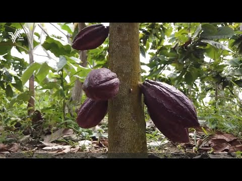 In Commune: The Che Guevara Commune (Part 1)