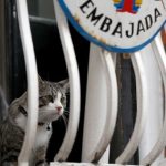 assangexs_cat_in_ecuadorean_embassy.jpg_1718483346