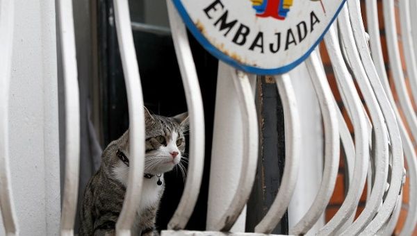 assangexs_cat_in_ecuadorean_embassy.jpg_1718483346