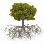 c381rbol-y-rac3adces