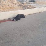 190918_-_israel-shoots-palestinian-woman-qalandiya