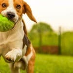 5-apps-en-español-que-debe-tener-todo-dueño-de-mascotas