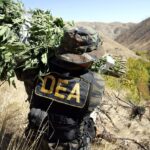 DEA-Raid-hemp-marijuana