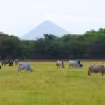 4d091b2e-d7ac-40b7-9065-310de10e0478