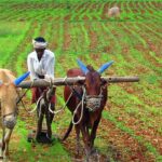 India_Farming-3520x2144-1-scaled