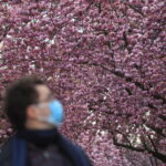 A man wearing a mask walks under cherry blossoms in Bonn, Germany, on April 15, 2021. Wolfgang Rattay / Reuters