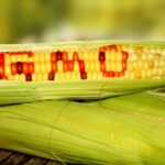 US-interferes-Mexico-ban-glyphosate-GM-corn-feature-800x417