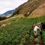 Agriculture in Venezuela