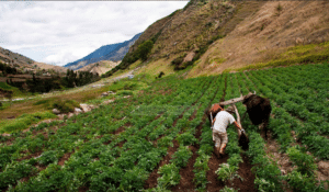 Agriculture in Venezuela