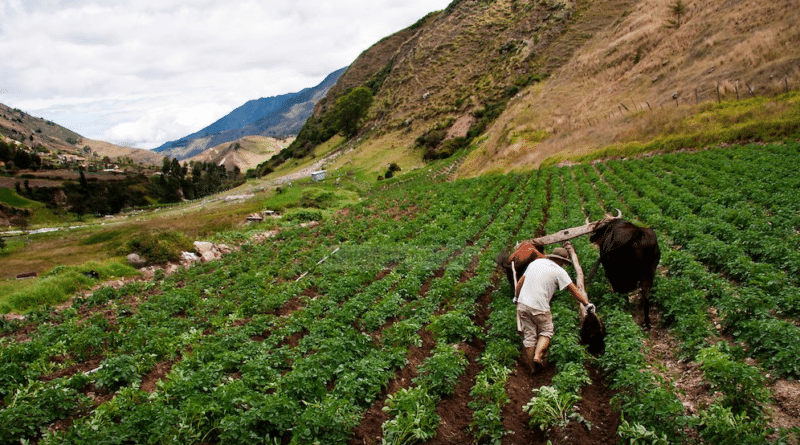 Agriculture in Venezuela