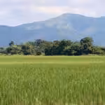 Rice field in Portuguesa state. Photo courtesy of Prensa Presidencial.