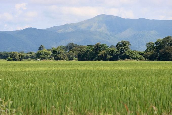 Rice field in Portuguesa state. Photo courtesy of Prensa Presidencial.