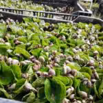 The harvest came from the producers of the Andrés Eloy Blanco municipality in Sanare. Referential photo of green coffee from Miranda State. File photo.