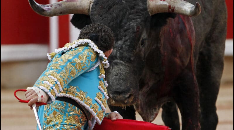 Bull about to be sacrifice. File photo by Javier Sesmaf.
