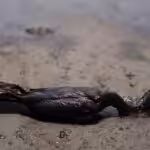 A dead cormorant lies on a beach during a clean-up, following the oil spill by oil transnational Repsoil.