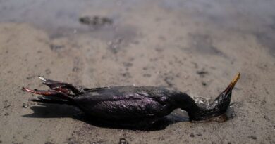 A dead cormorant lies on a beach during a clean-up, following the oil spill by oil transnational Repsoil.