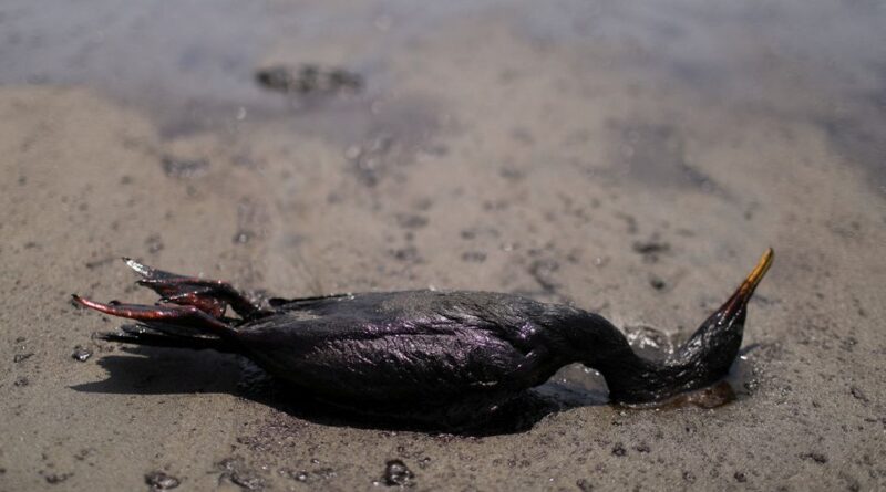 A dead cormorant lies on a beach during a clean-up, following the oil spill by oil transnational Repsoil.