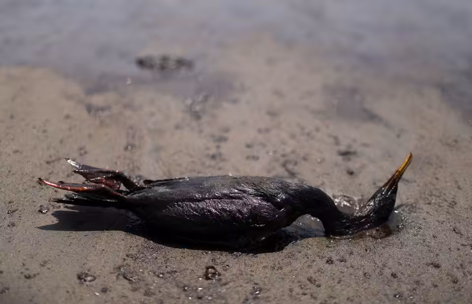 A dead cormorant lies on a beach during a clean-up, following the oil spill by oil transnational Repsoil.