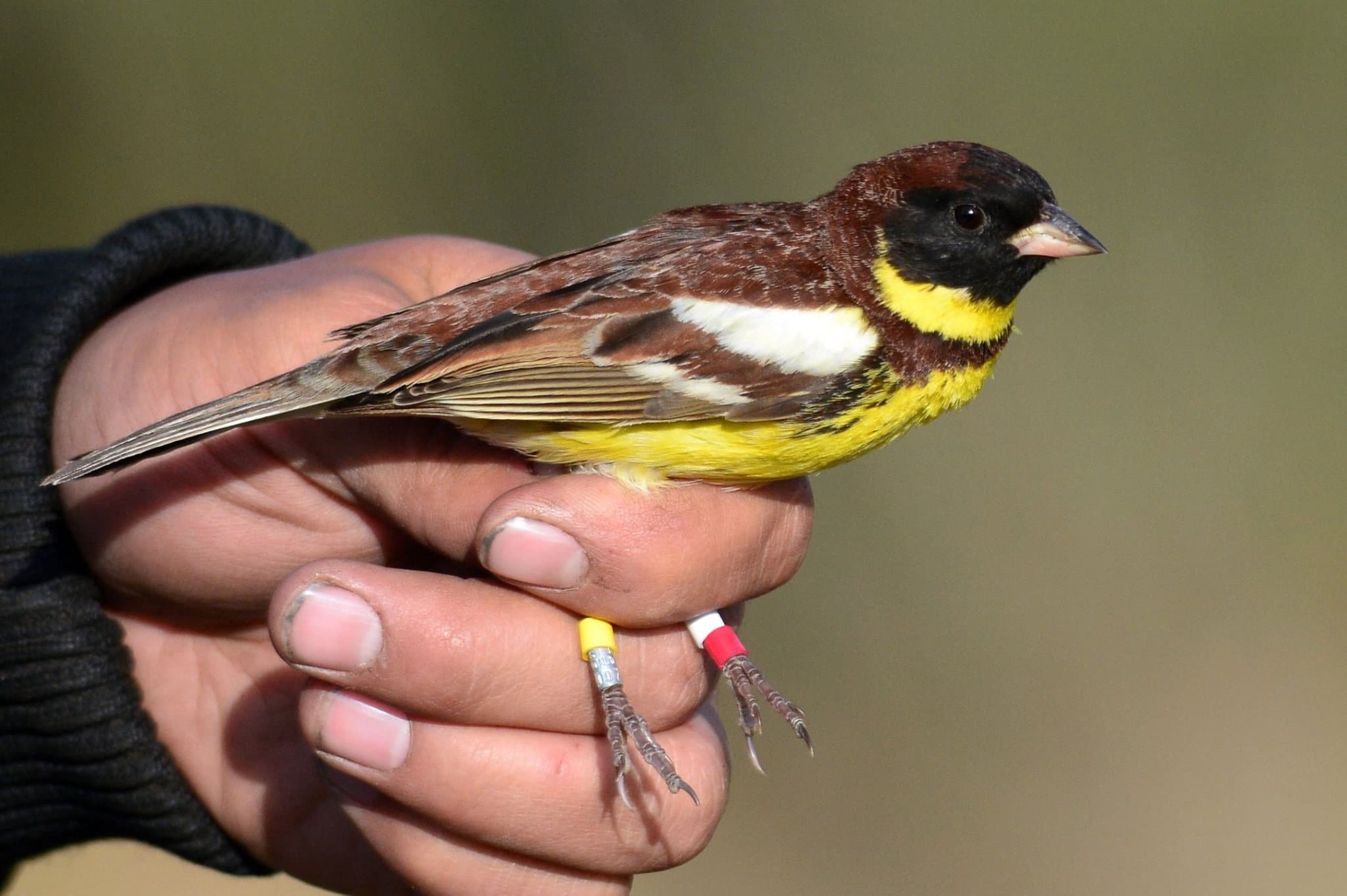 Bird ringed in Mongolia. Referential image. Photo: WSCC.ORG.