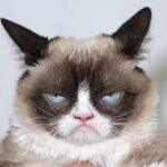 Russian-owned cats have been banned from international competitions. File photo.