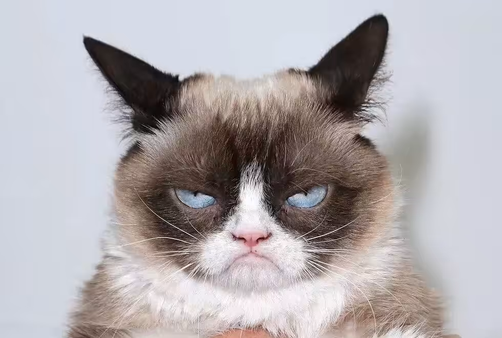 Russian-owned cats have been banned from international competitions. File photo.