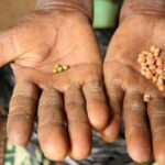 Featured image: Many farmers in Africa will not be able to afford fertilizer this year. File photo.