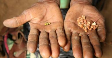 Featured image: Many farmers in Africa will not be able to afford fertilizer this year. File photo.