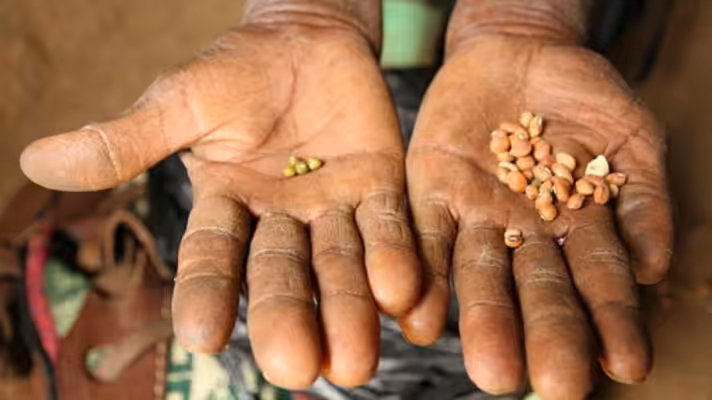 Featured image: Many farmers in Africa will not be able to afford fertilizer this year. File photo.