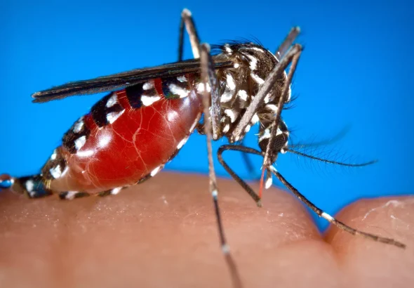 A mosquito on the skin of a human. Photo: James Gathany, USCDCP.
