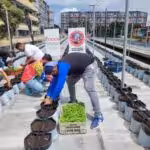 Peppers and Parsley are grown on a rooftop in El Mirador, Caracas. Photo: Olga Maribel Navas