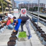Peppers and Parsley are grown on a rooftop in El Mirador, Caracas. Photo: Olga Maribel Navas