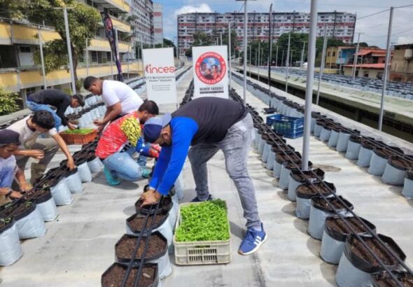 Peppers and Parsley are grown on a rooftop in El Mirador, Caracas. Photo: Olga Maribel Navas