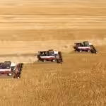Tractors on a wheat field. Photo: Nikolay Gyngazov/Global Look Press.