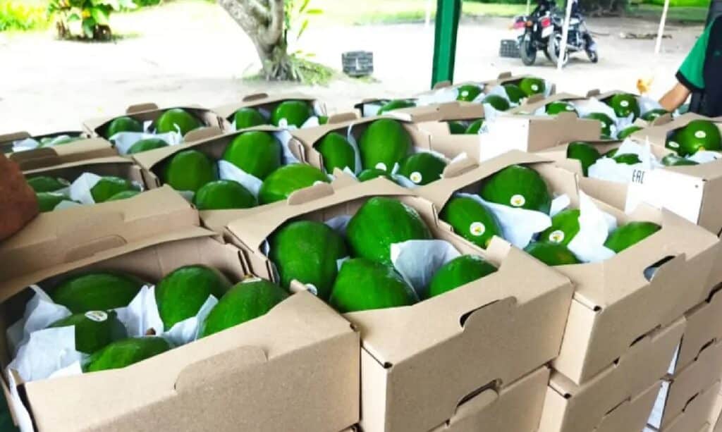 First shipment of Venezuelan avocados delivered to Russia. Photos: Aguabas.