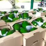 First shipment of Venezuelan avocados delivered to Russia. Photos: Aguabas.