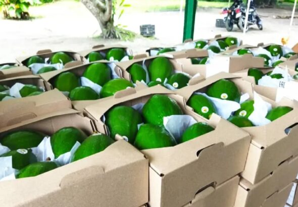 First shipment of Venezuelan avocados delivered to Russia. Photos: Aguabas.