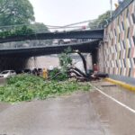 A fallen tree caused road closures in Caracas. Photo: Twitter/@Nahumjfernandez.