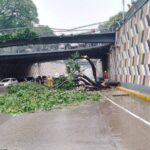 A fallen tree caused road closures in Caracas. Photo: Twitter/@Nahumjfernandez.