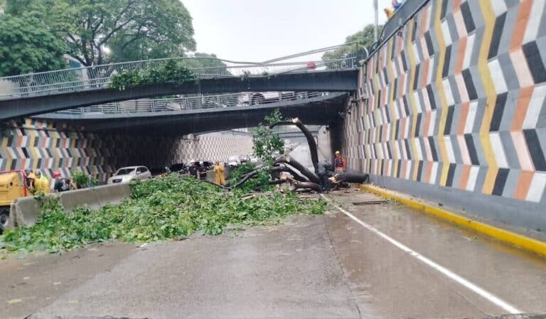 A fallen tree caused road closures in Caracas. Photo: Twitter/@Nahumjfernandez.