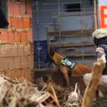 A rescue dog in Las Tejerías. Photo: Twitter/@INAMEH.