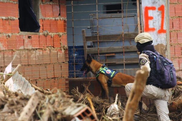 A rescue dog in Las Tejerías. Photo: Twitter/@INAMEH.