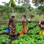 Women farmers in rural Ghana attend to their vegetable fields. File photo.