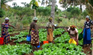 Women farmers in rural Ghana attend to their vegetable fields. File photo.