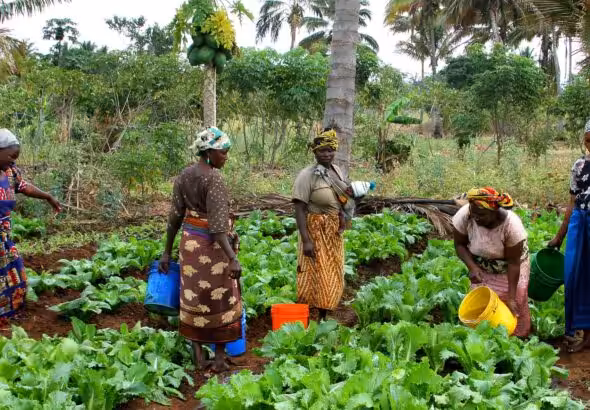 Women farmers in rural Ghana attend to their vegetable fields. File photo.