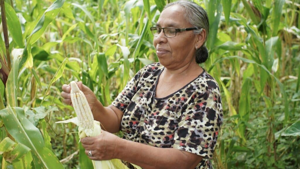 A Nicaraguan woman farmer holds corn cultivated in her land. File photo.