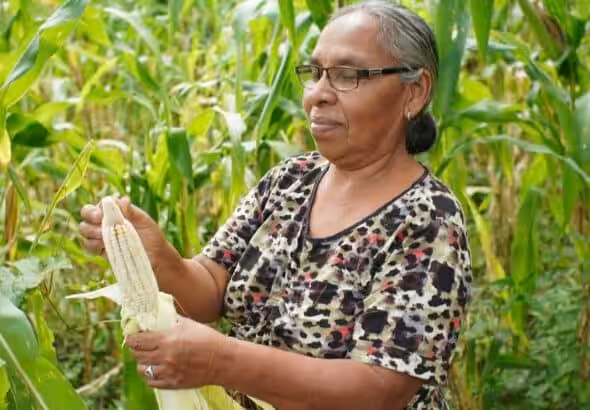 A Nicaraguan woman farmer holds corn cultivated in her land. File photo.