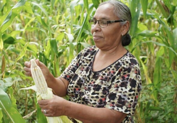 A Nicaraguan woman farmer holds corn cultivated in her land. File photo.