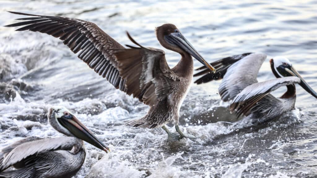 Pelicans, the birds that are being affected by avian influenza in eastern Venezuela. Photo: Charly Triballeau/AFP.